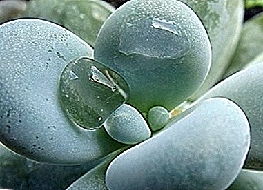 "Moonstone" a kan window sills - pachyphytum