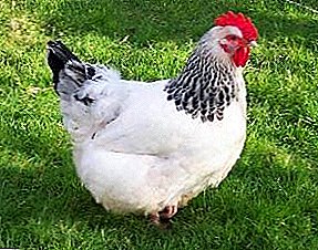 Domesticis agricolae pets - Adler chickens argentum, educ tecum,