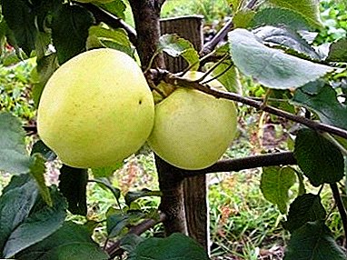 Xardineiros favoritos - variedade madura de árbores de mazá "Persoas"!
