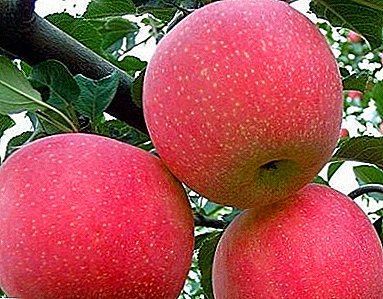 હની સુગંધ, ફળની સુંદરતા અને રસદાર સ્વાદ - આ બધા ફુજીના સફરજનનાં વૃક્ષો છે