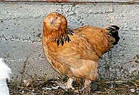 Ayam sing apik lan positif karo cara penting - jenis Lohmonogaya Ushanka
