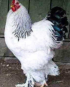 Brojni i voljeni u Rusiji - kokoši pasmine Brahma Svetlaya