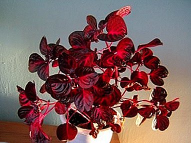 Повеќегодишни затворен цвет "Ирезине": слика и опис