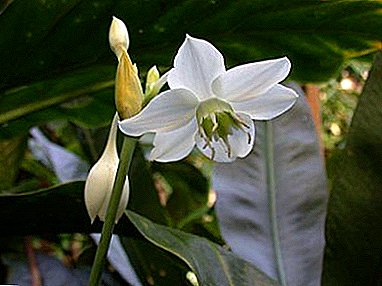 Mimea ya kudumu ya Amazonian lily (Euharis): huduma ya nyumbani, picha, kupandikiza na kuzaa