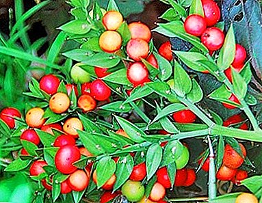 گیاه همیشه سبز از خانواده Asparagus یا Lyleinykh - Iglitsa (Ruscus)