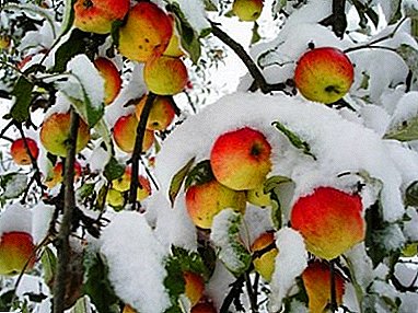 تنوع انواع درختان سیب برای رشد در اورال: زمستان و اوایل، ستون و کوتوله