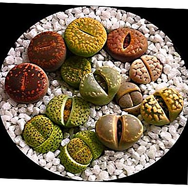 تنوع "سنگهای زنده" یا انواع لیتوکسها