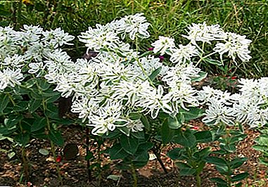Eŭforbio limigita (Euphorbia marginata) - kiel kreski de semoj en via ĝardeno?