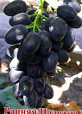Млада и многу популарна сорта на грозје "Надеж рано"
