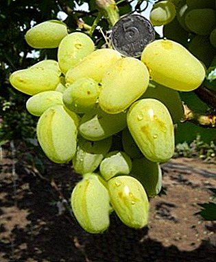 यंग, पण मनोरंजक "गॉर्डे" - एक अति प्रारंभिक हायब्रिड द्राक्ष विविधता