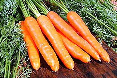 Carrots ໃນການເກັບຮັກສາສໍາລັບລະດູຫນາວ: ວິທີການຕັດແລະການກະກຽມຢ່າງຖືກຕ້ອງ?