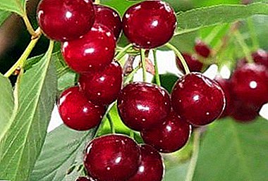 Frost-resistant at fruitful bush type of cherry Gracious