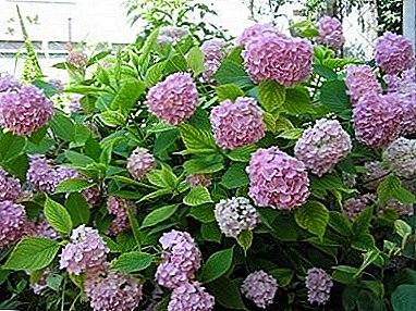 Frosta-imuna vario de hortensio kun grandaj folioj: planti kaj prizorgi, fotojn kaj instrukciojn pri ŝirmejo por la vintro
