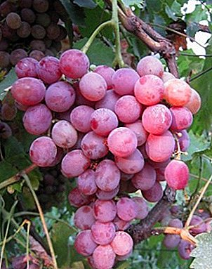 उत्कृष्ट चव सह दंव-प्रतिरोधक द्राक्षे - गुलाबी फ्लेमिंगो