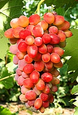 Frost-resistant svetloplodny grape "Arched"