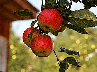 Ang Frost-resistant garden apple tree varieties nga "Marina"