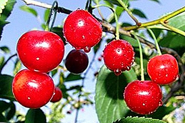 Resistente á xeadas variedade, sen pretensións no cultivo - Cherry Fairy