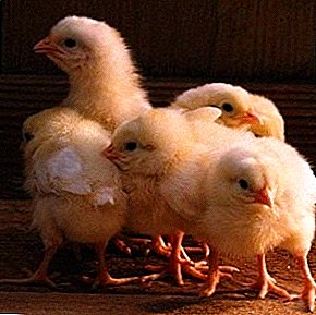 Maaaring humantong sa mga metabolic disorder avitaminosis K sa mga chickens