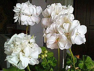 Կարող եմ տանը պահել geraniums. Ծաղկի օգուտներն ու վնասները, ինչպես նաեւ փակ բույսերի խնամքի առանձնահատկությունները