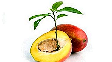 Is dit moontlik om mango van saad by die huis te laat groei en hoe om dit te doen?