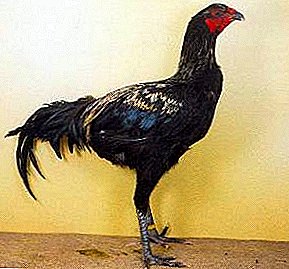 Темниот изглед и пргав карактер - посебните карактеристики на кокошките Luttiher