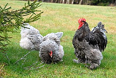 Cochin Blue Meat Chickens: Uppruni, Viðhald og ræktun