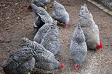 Amrox Meat-Egg Chickens: Pag-amping nga walay problema
