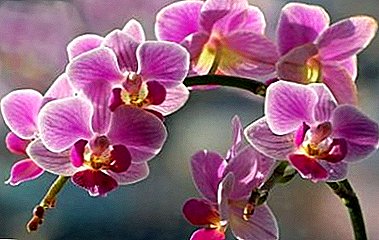 Athugaðu að eigendur orkidefna: hversu oft á ári og hversu lengi stækkar plöntan?