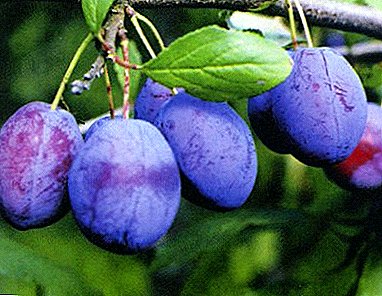 Variedade fiable para o xardín ruso - ameixa "Blue Gift"