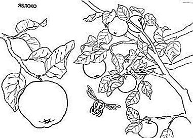 Yangan apple igi pẹlu giga imunity - Keresimesi oriṣiriṣi