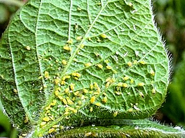 Incursio aphids: in quam ad agam cum Tiberio Caesari cucumis pestis?