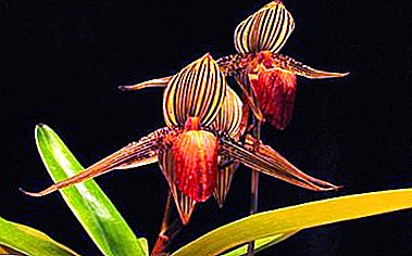 Ang tinuod nga milagro mao ang golden orchid: paghulagway, litrato ug pag-atiman