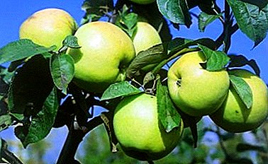 'N ware versiering vir jou tuin is die Lyubava-appelboom.