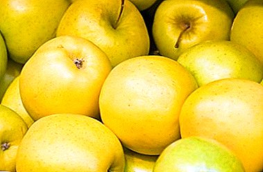 Golden Delicious Apples Golden Delicious