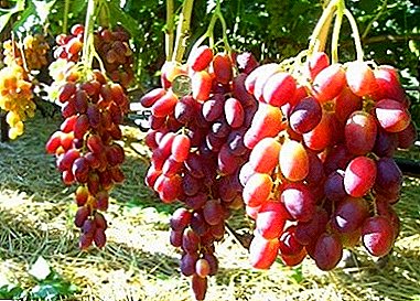 Grapes ne, lê xezenc - cûreyê Pereyaslavskaya Rada