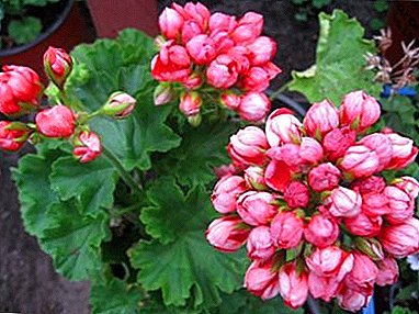 Hindi karaniwang maganda - Pelargonium tulipan. Paglalarawan, uri, panuntunan ng pangangalaga at pagpaparami