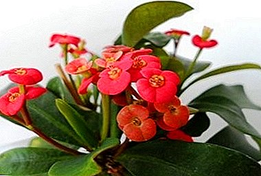Qeyri-adi gözəl xarici qonaq - Euphorbia Mile (parlaq)