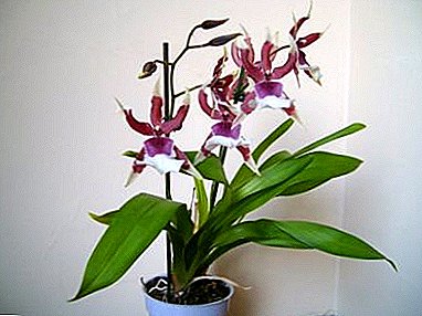 Cumbria Orchid isiyo ya kawaida - viungavyo, hususan huduma ya nyumbani
