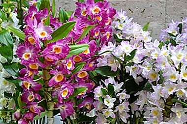 Talagsaong mga orchid gikan sa China - unsaon pagtubo ang usa ka nindot nga bulak gikan sa mga liso sa balay?
