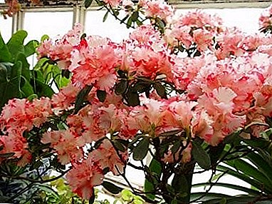 ומגעוויינטלעך ספּרינגער פון פלאַוערינג פון Rhododendron Schlippenbach: פאָטאָ און גראָוינג פון זוימען