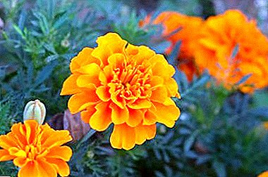 Ongewone marigolds: hoe lyk die blomme op 'n foto en waarom wil hulle soms nie knoppe oopmaak nie?