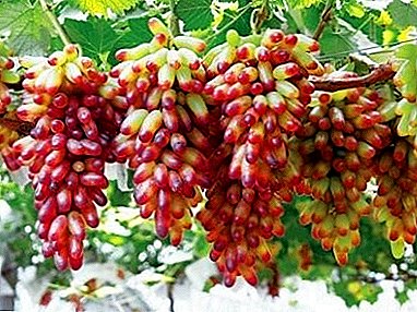 Variedade de uva inusual do Xapón - "Manicura"