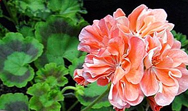 Unpretentious და tenacious: რატომ არის რეპროდუქცია geranium ფურცელი ძალის დაწყების ყვავილების მწარმოებლებსა? როგორ შეასრულოთ პროცედურა?