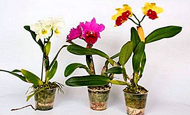 Beleza sen pretensións - Orquídea Cattleya. Descrición, fotos, consellos para crecer na casa