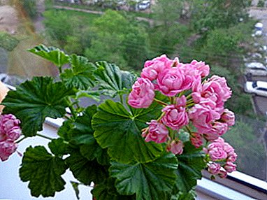 Rose Pelargonium Anitaiousness - y naws tyfu a bridio