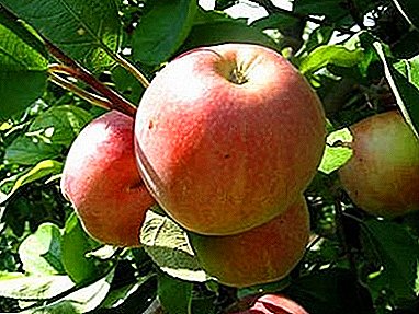 Спремен јаболкница од индустриска сорта - сорта Свежина