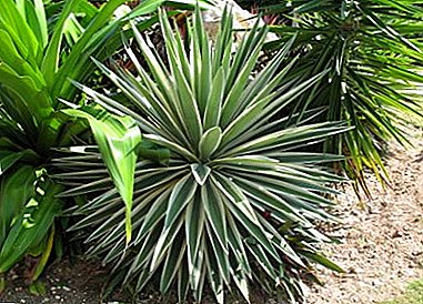 የማያዋጣ Yucca Aloelista በቤት እና በቢሮ በጣም ጥሩ ምርጫ ነው!