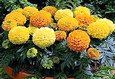 Unpretentious undersized marigold: ਵਿਸ਼ੇਸ਼ਤਾਵਾਂ, ਫੋਟੋ ਅਤੇ ਦੇਖਭਾਲ