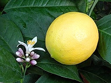 Meyerin iddiasız və orijinal limonu: qayğı və yetişdirmə