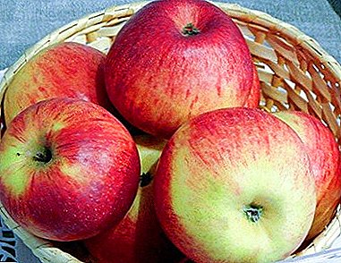 व्याख्यात्मक र रोग प्रतिरोधी सेब विविधता दालचीनी नयाँ